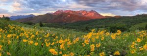 field of yellow flowers with mountains in background